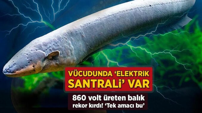 vucudu-elektrik-santrali-gibi-860-volt-ureten-balik-rekor-kirdi-tek-amaclari-var-xkax19aE.jpg